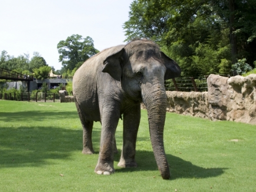 elephant at zoo.