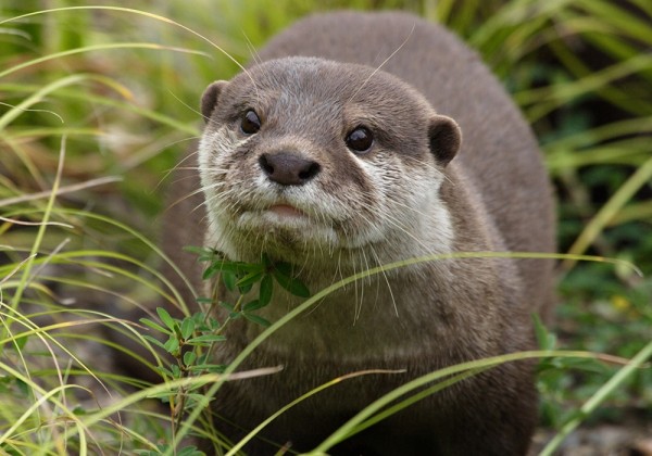 Asian small clawed otter.