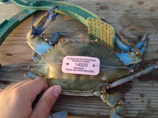 tagged crab
