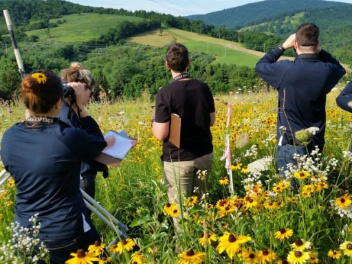 people survey in field of flowers