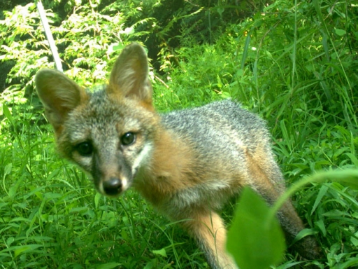 fox looks at camera