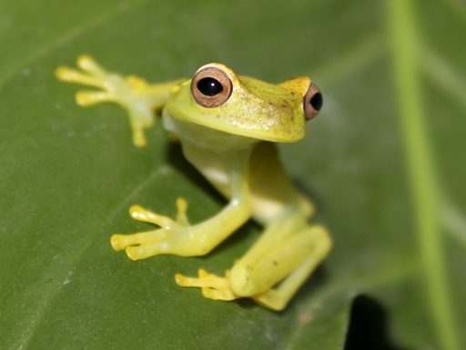yellow frog on green leaf
