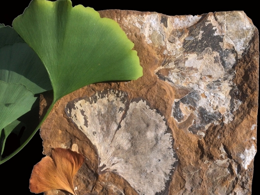 Ginko leaf and ginko leaf fossil.