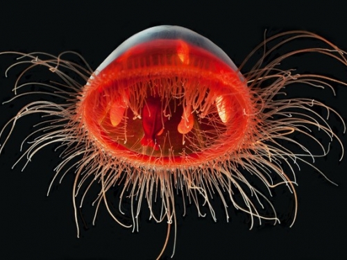 Red jellyfish