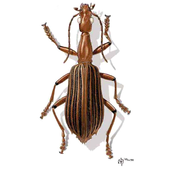 Coleoptera: Carabidae