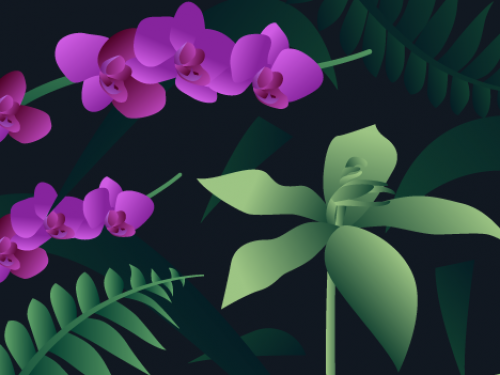 orchid illustration.