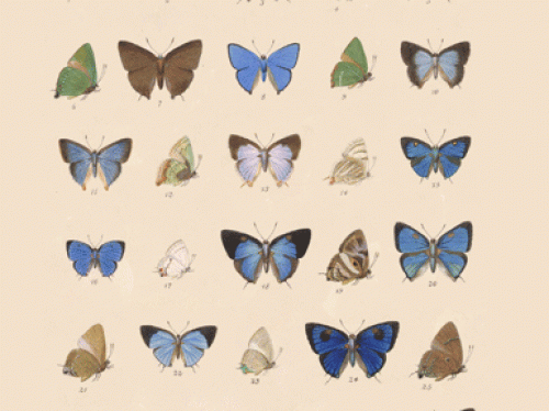 Page from Insecta
