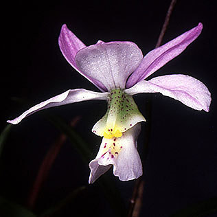 orchid