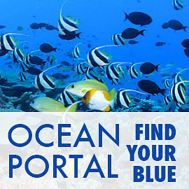 The Ocean Blog