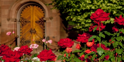 roses at the Castle
