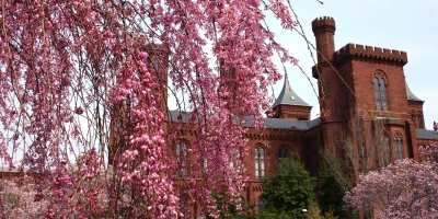 Weeping cherry tree and Castle