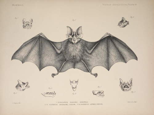 Bat