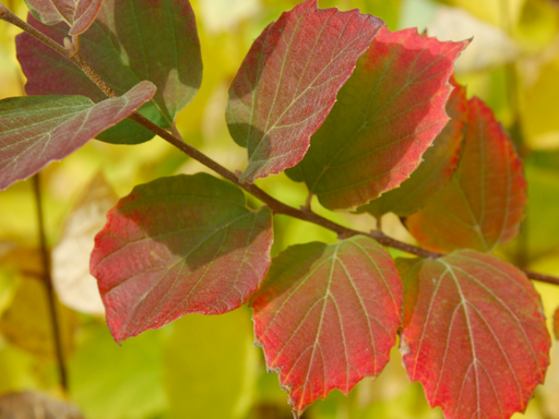 autumn leaves