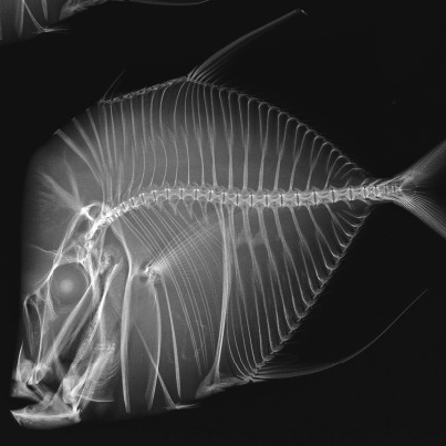 Lookdown fish xray