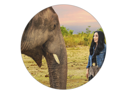 Elephant with Cher